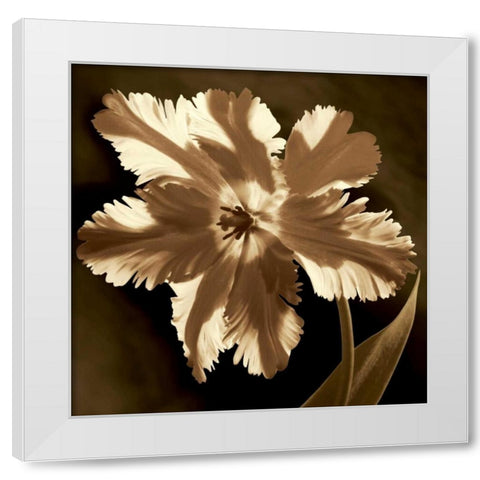 Parrot Tulip I White Modern Wood Framed Art Print by Kelly, Caroline