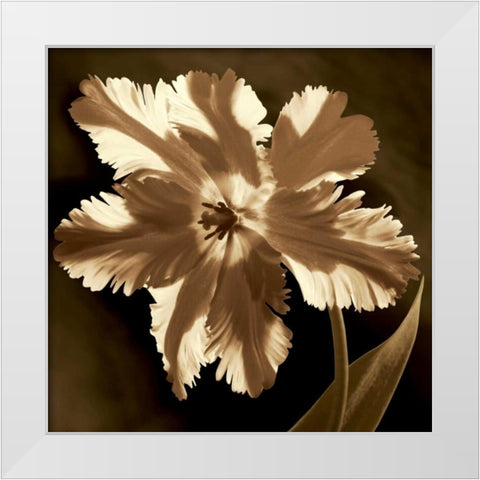 Parrot Tulip I White Modern Wood Framed Art Print by Kelly, Caroline