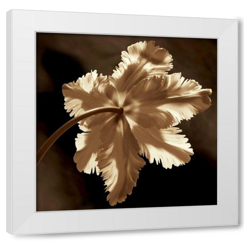 Parrot Tulip II White Modern Wood Framed Art Print by Kelly, Caroline