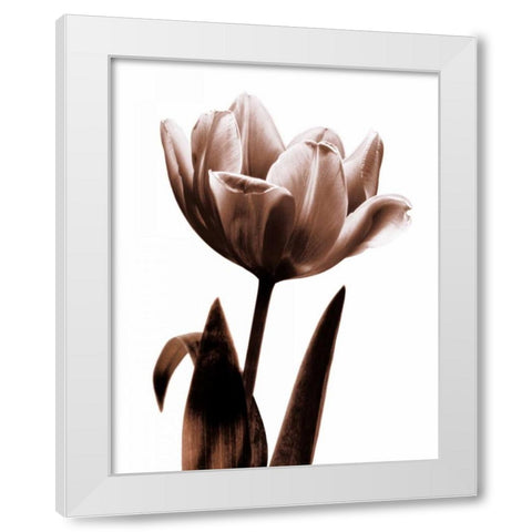Tulip in Sepia I White Modern Wood Framed Art Print by Kelly, Caroline