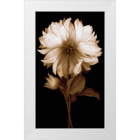 Dahlia II White Modern Wood Framed Art Print by Kelly, Caroline