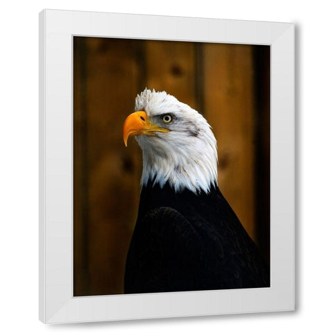 Bald Eagle White Modern Wood Framed Art Print by Branson, Clive