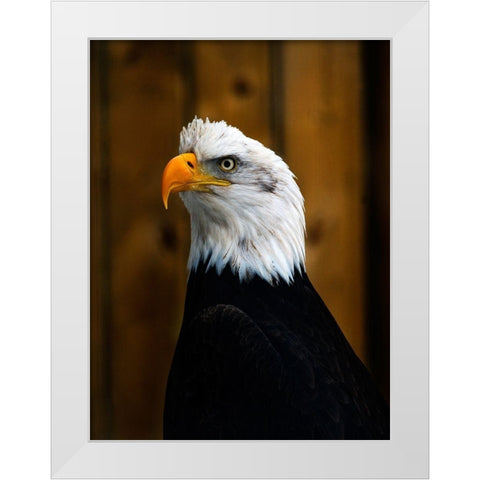 Bald Eagle White Modern Wood Framed Art Print by Branson, Clive