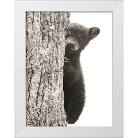 Boo White Modern Wood Framed Art Print by Sproul, Dan