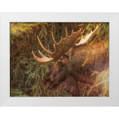 Moose White Modern Wood Framed Art Print by Sproul, Dan