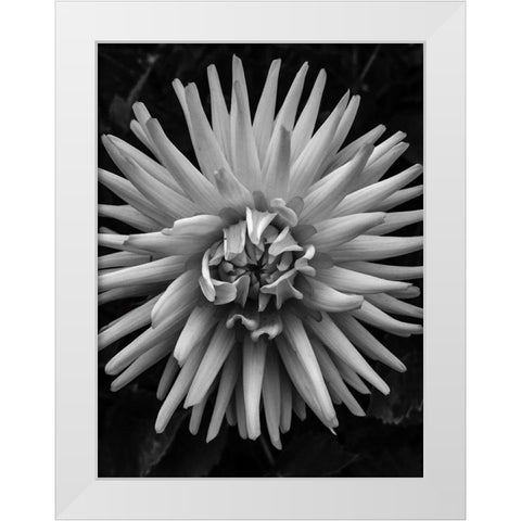 BandW Pop White Modern Wood Framed Art Print by Bannon, Heidi