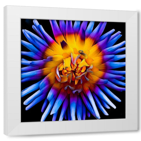 Color Pop Deep White Modern Wood Framed Art Print by Bannon, Heidi