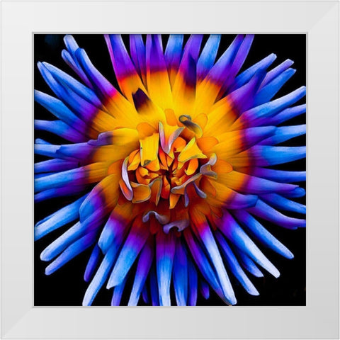 Color Pop Deep White Modern Wood Framed Art Print by Bannon, Heidi