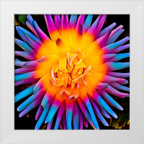 Orange Bloom Pop White Modern Wood Framed Art Print by Bannon, Heidi