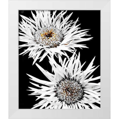 Black and White Awakening White Modern Wood Framed Art Print by Bannon, Heidi