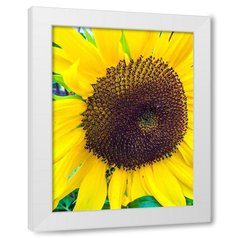 Sunflower White Modern Wood Framed Art Print by Bannon, Heidi