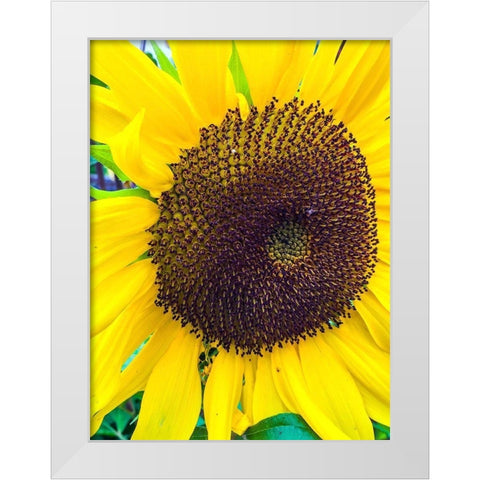 Sunflower White Modern Wood Framed Art Print by Bannon, Heidi