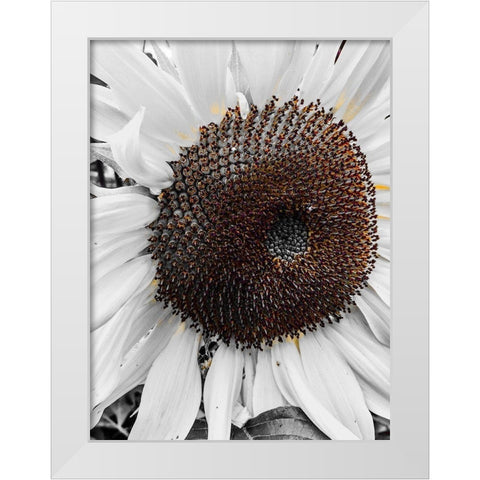 Sunflower White White Modern Wood Framed Art Print by Bannon, Heidi