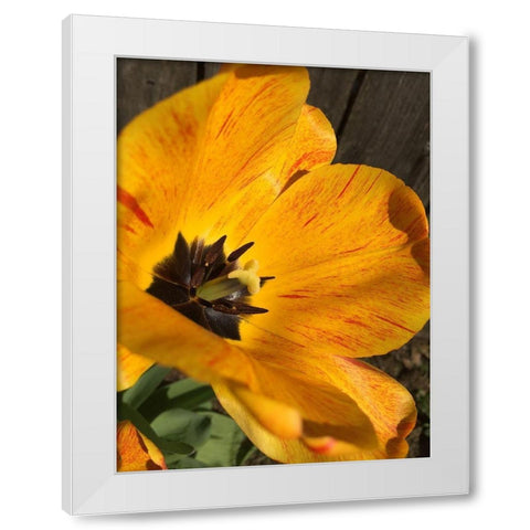 Full Sun II White Modern Wood Framed Art Print by Bannon, Heidi