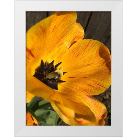 Full Sun II White Modern Wood Framed Art Print by Bannon, Heidi