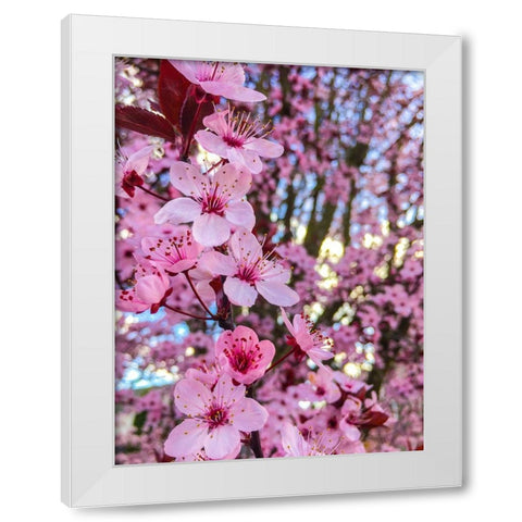 Cherry Blossom White Modern Wood Framed Art Print by Bannon, Heidi