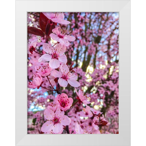 Cherry Blossom White Modern Wood Framed Art Print by Bannon, Heidi