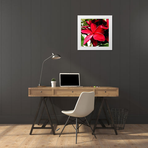 Plumeria in the sun White Modern Wood Framed Art Print by Bannon, Heidi