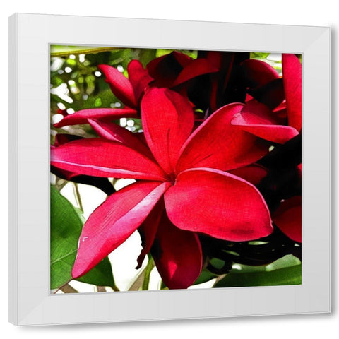 Plumeria in the sun White Modern Wood Framed Art Print by Bannon, Heidi