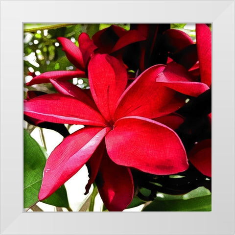 Plumeria in the sun White Modern Wood Framed Art Print by Bannon, Heidi