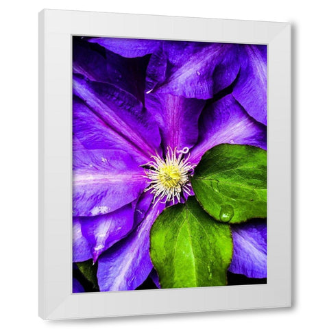 Clematis Spring White Modern Wood Framed Art Print by Bannon, Heidi