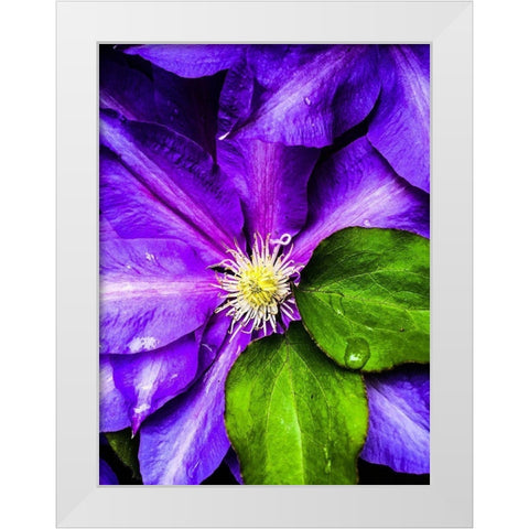 Clematis Spring White Modern Wood Framed Art Print by Bannon, Heidi