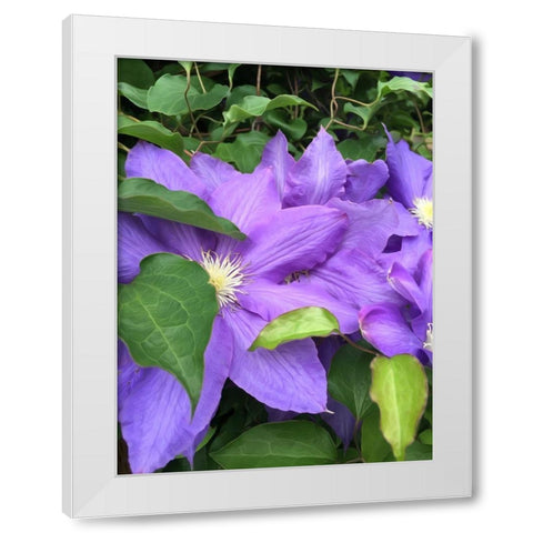 Clematis  White Modern Wood Framed Art Print by Bannon, Heidi