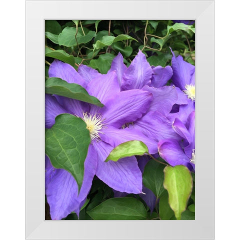Clematis  White Modern Wood Framed Art Print by Bannon, Heidi