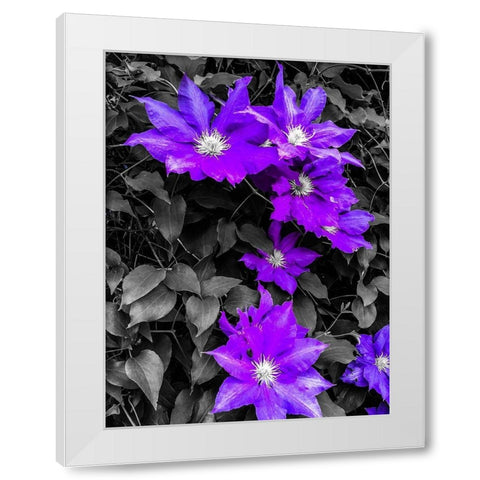 Purple and Grey Clematis White Modern Wood Framed Art Print by Bannon, Heidi