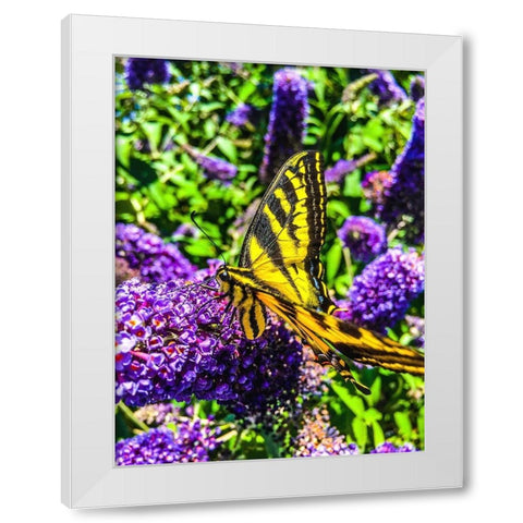 Coming in for a Landing I White Modern Wood Framed Art Print by Bannon, Heidi