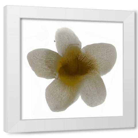 Bloom Taupe II White Modern Wood Framed Art Print by Carlson, Hannah