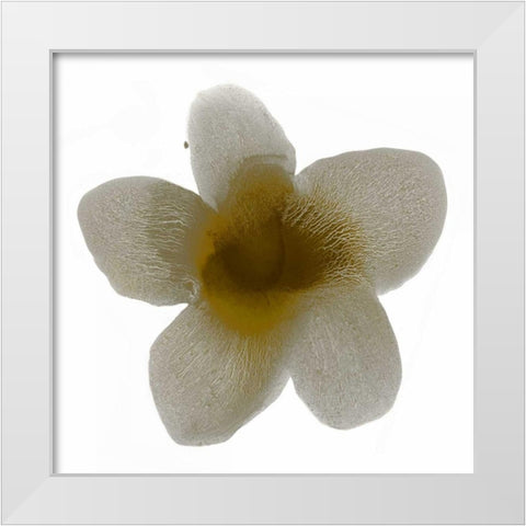 Bloom Taupe II White Modern Wood Framed Art Print by Carlson, Hannah