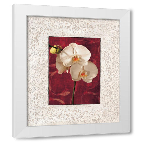 Orchids White Modern Wood Framed Art Print by Seba, John