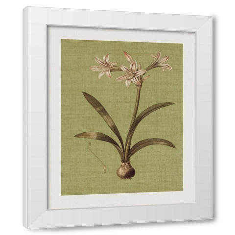 Botanica Verde I White Modern Wood Framed Art Print by Seba, John