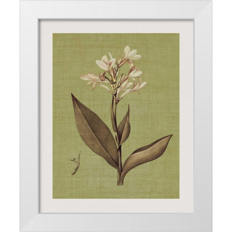 Botanica Verde II White Modern Wood Framed Art Print by Seba, John