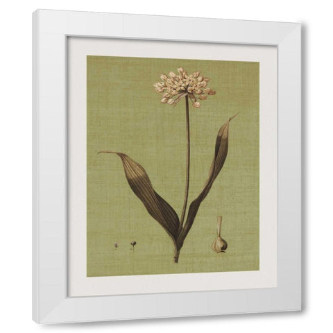 Botanica Verde III White Modern Wood Framed Art Print by Seba, John