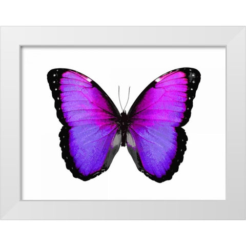 Vibrant Butterfly IV White Modern Wood Framed Art Print by Bosco, Julia