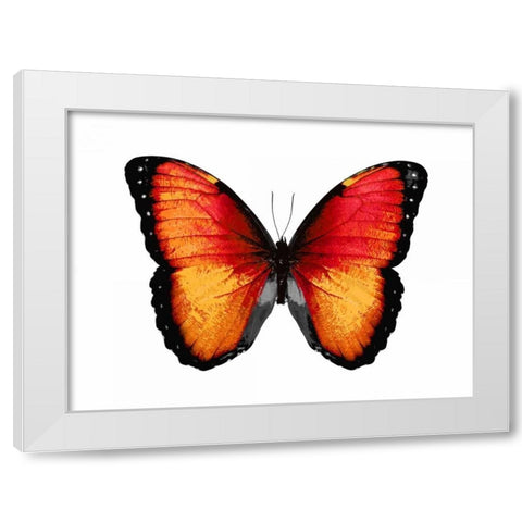 Vibrant Butterfly VI White Modern Wood Framed Art Print by Bosco, Julia