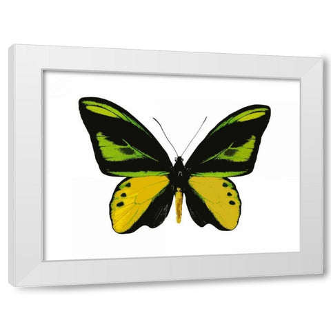 Vibrant Butterfly VII White Modern Wood Framed Art Print by Bosco, Julia