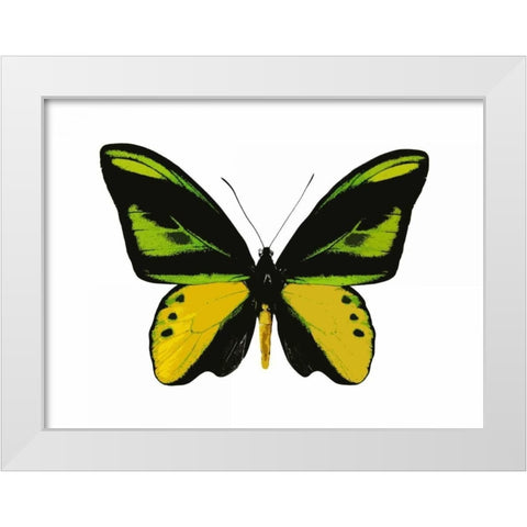 Vibrant Butterfly VII White Modern Wood Framed Art Print by Bosco, Julia