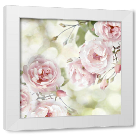 Pink Rose Garden I White Modern Wood Framed Art Print by Lane, Joanna