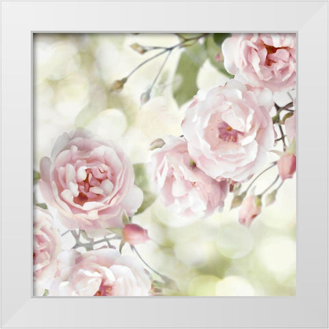Pink Rose Garden I White Modern Wood Framed Art Print by Lane, Joanna