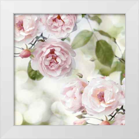 Pink Rose Garden II White Modern Wood Framed Art Print by Lane, Joanna