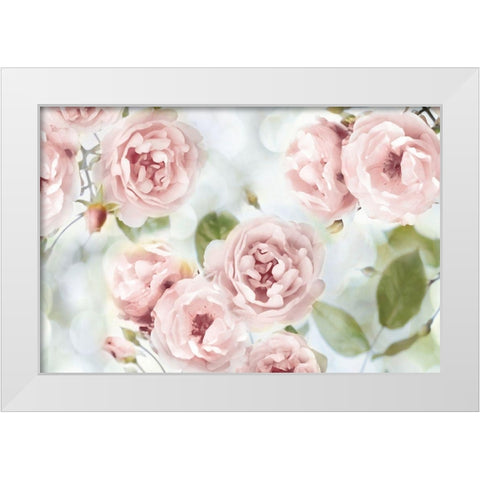 Pink Rose Garden III White Modern Wood Framed Art Print by Lane, Joanna