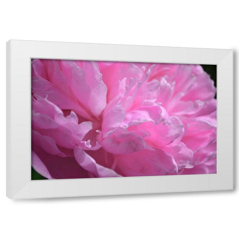 Pastel Peony  White Modern Wood Framed Art Print by Calkins, Michelle