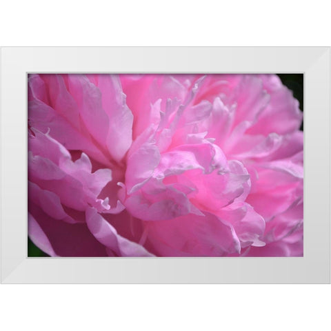 Pastel Peony  White Modern Wood Framed Art Print by Calkins, Michelle