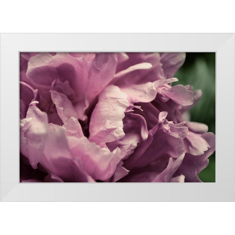 Pink Peony In Morning  White Modern Wood Framed Art Print by Calkins, Michelle