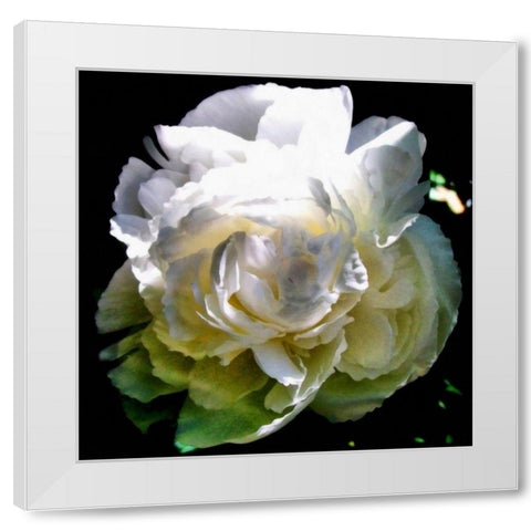 Peony In Morning Sun  White Modern Wood Framed Art Print by Calkins, Michelle