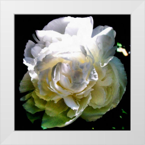 Peony In Morning Sun  White Modern Wood Framed Art Print by Calkins, Michelle
