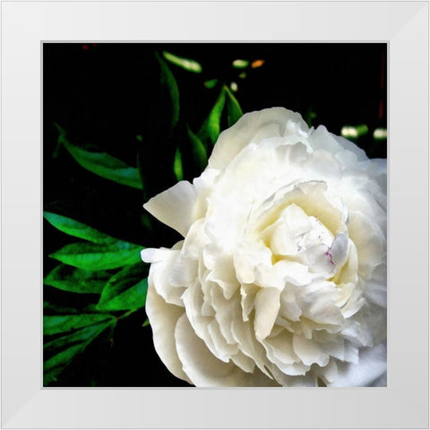 White Peony  White Modern Wood Framed Art Print by Calkins, Michelle